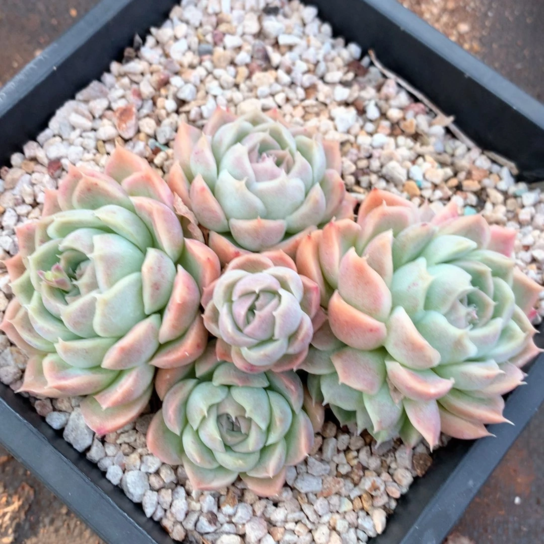 5722瑕疵不售后特价处理