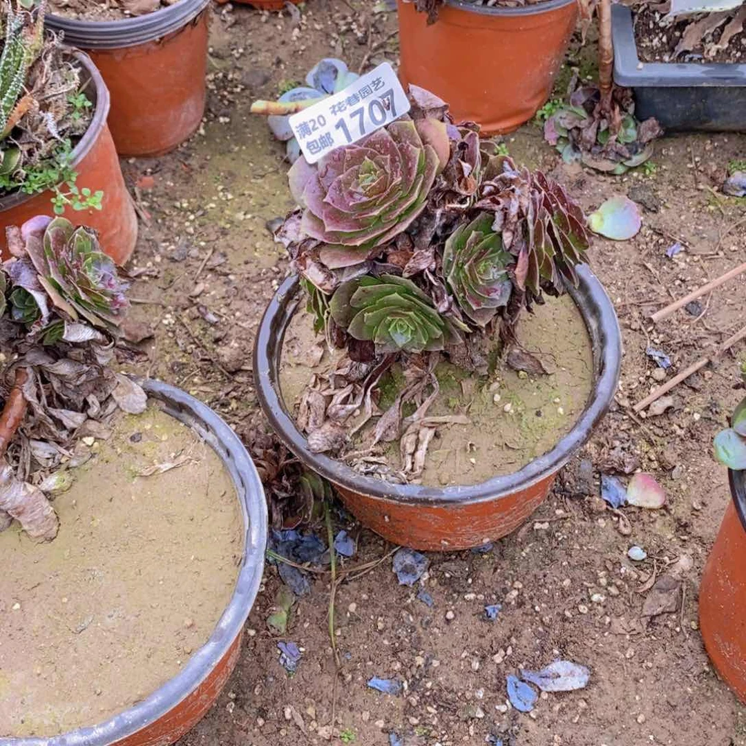 1707 号一物一拍多肉植物