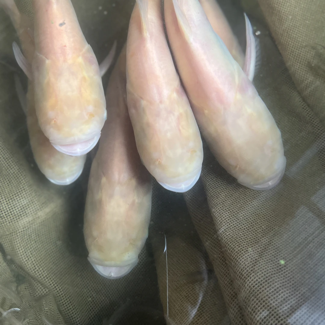 【极品挑选】超大红眼金大头宠物鱼观赏可食用鱼