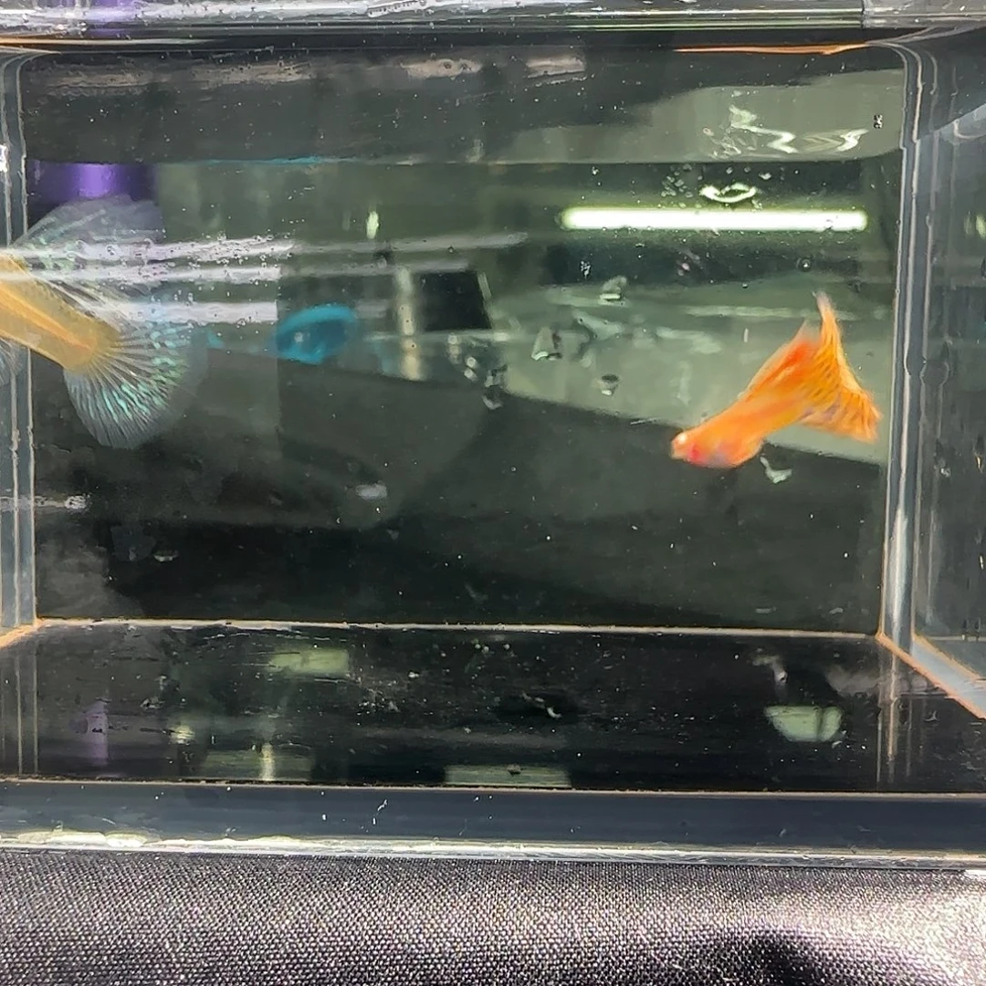 孔雀鱼关注主播可以下单