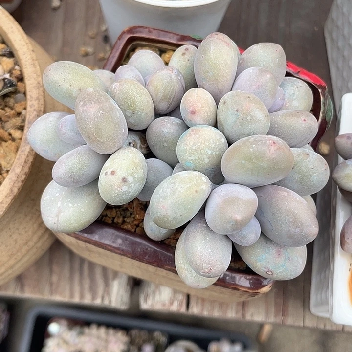 梓恩 奶酪 脱土发货 9口盆