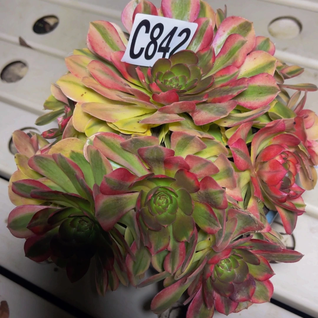 雨荷法师7///////5包邮