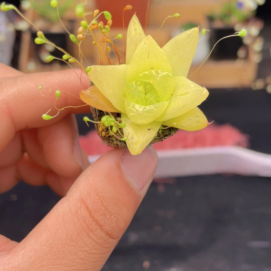 黄金玉露多肉9.9包邮发货