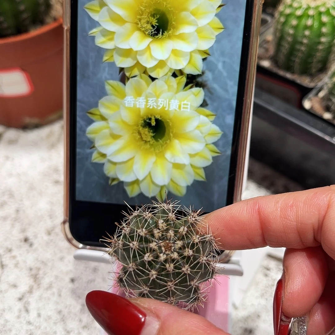 彩草29号测芽2.5公分左右