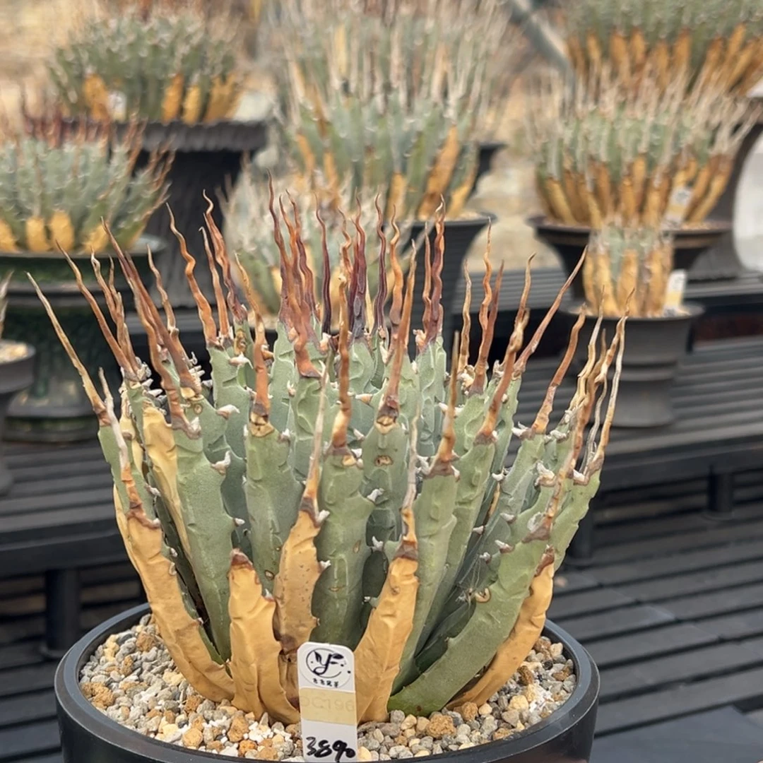 无花朵妖炎熟桩带盆 8折价 曲