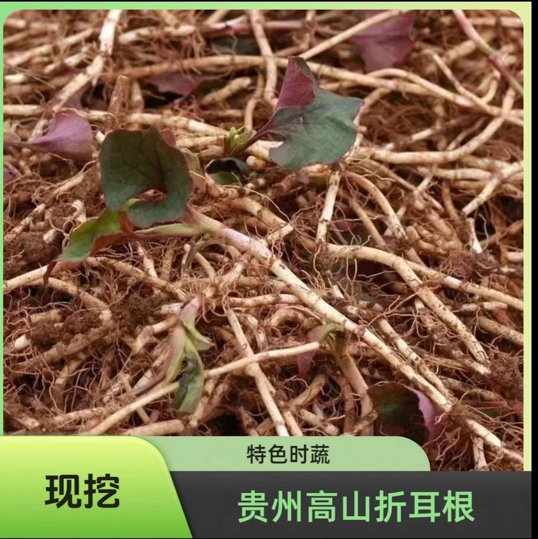 贵州高山现挖现发折耳根新鲜鱼腥草凉拌佳品当季野菜（农家自种）
