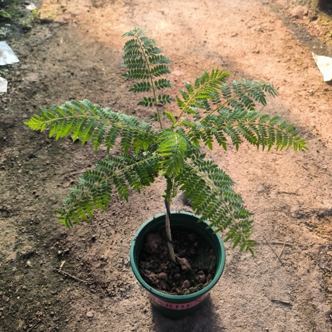 110#蓝花楹盆栽植物