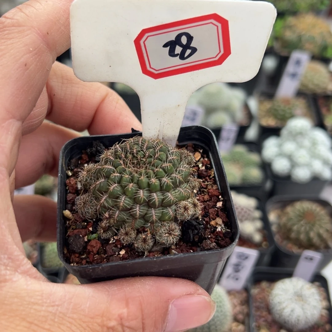 G***国28往事多肉园仙人球开花了