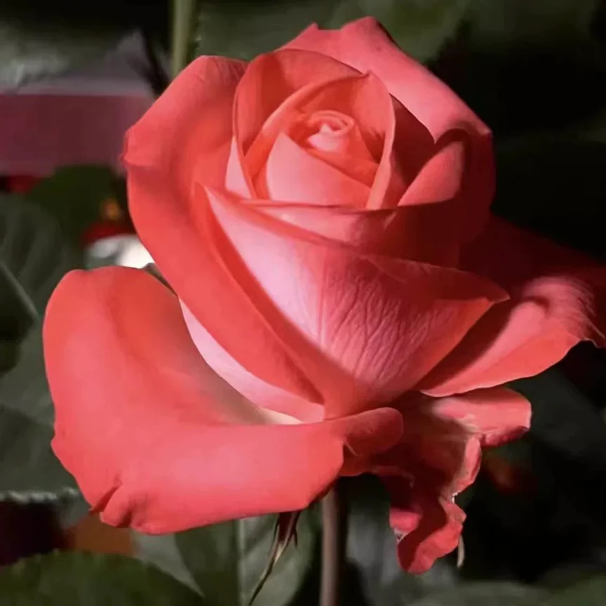 超新品歌迪娜月季苗切花大花直立好庭院阳台盆栽四季开花