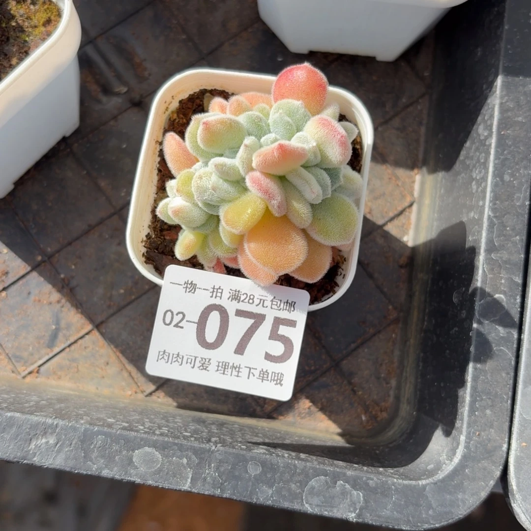 雪晃星缀化无盆土发