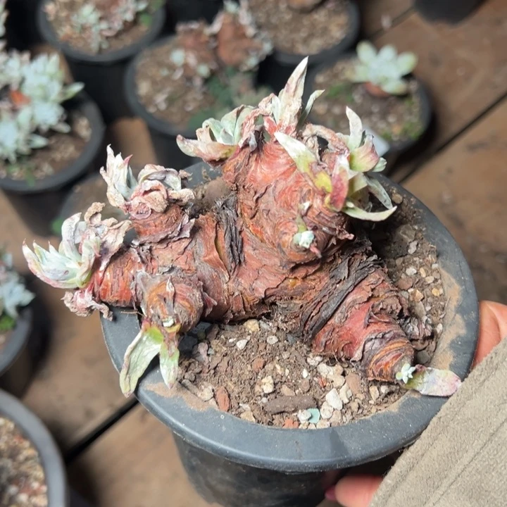 今****皮2002哈哈哈哈哈哈哈哈哈