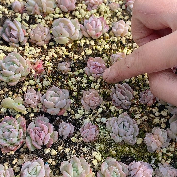 214 多肉植物盆栽花卉盆栽