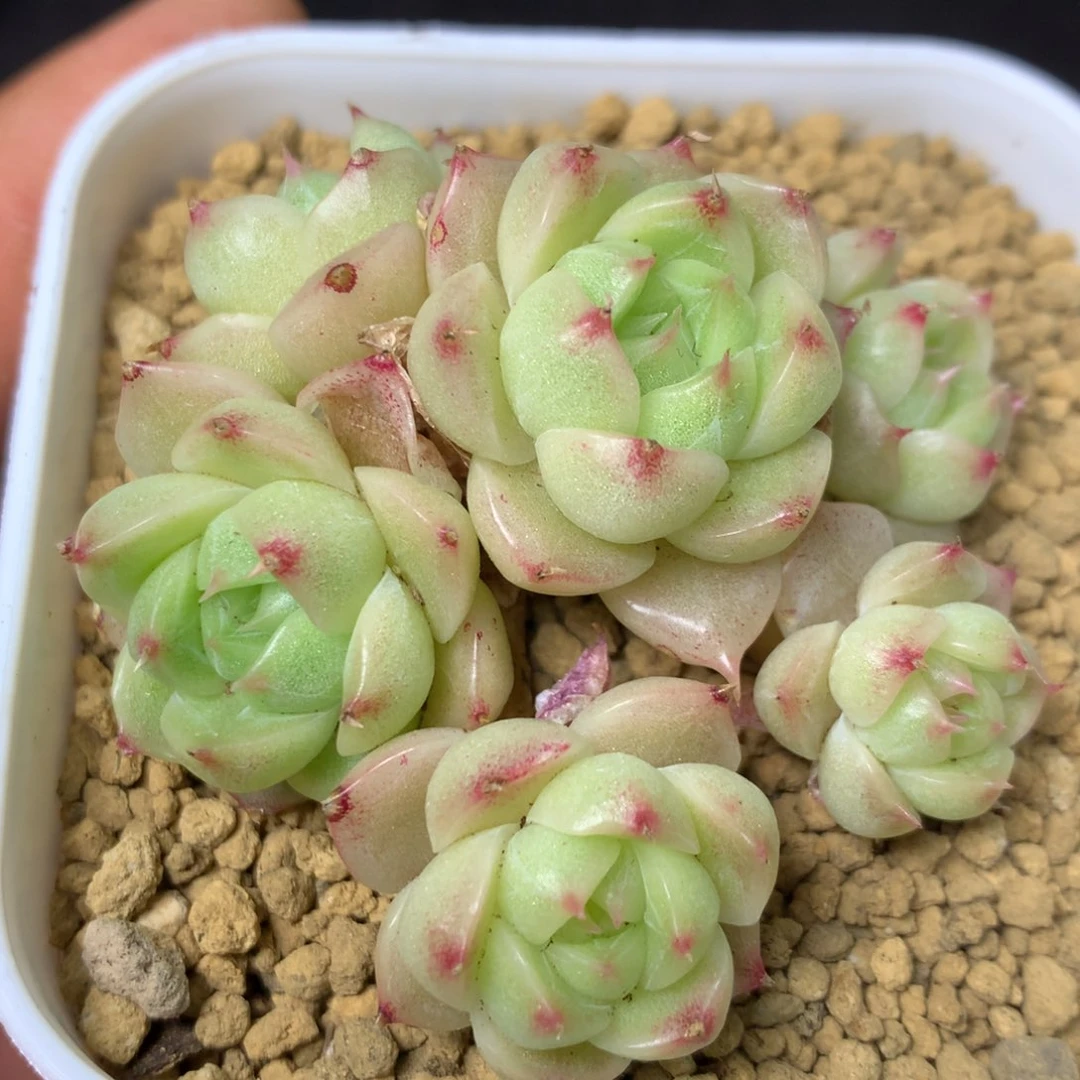 34 精品多肉一物一拍