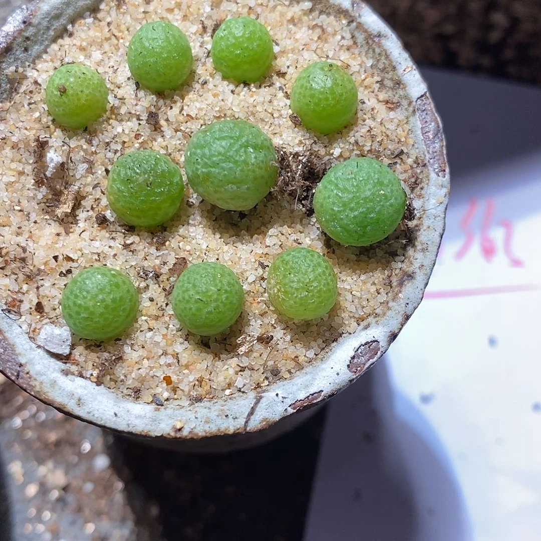 28363。  一颗玉米。