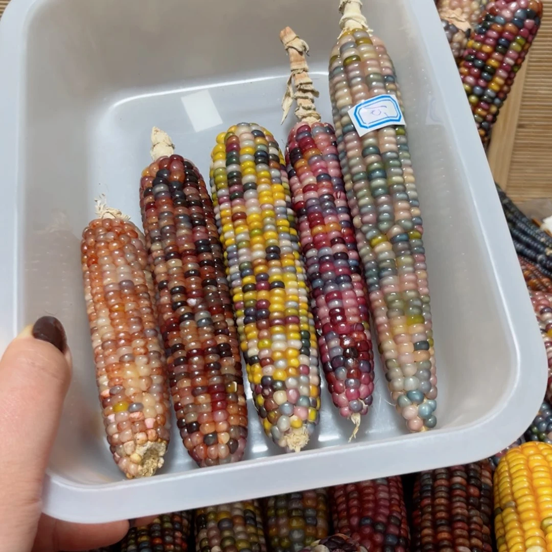 馨***瑶直播间七彩文玩玉米不退换换