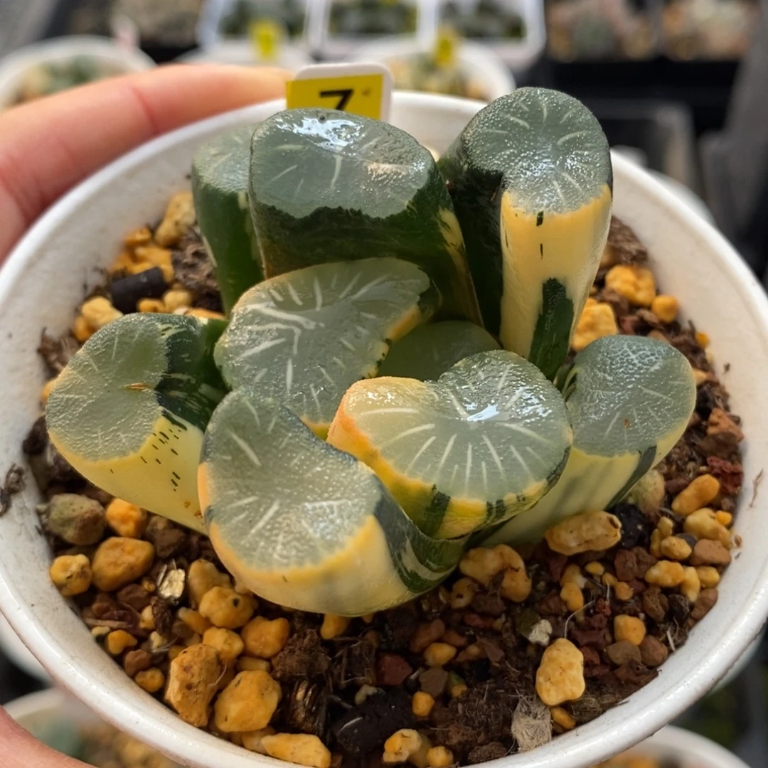 7欧大宝万象锦一物一图