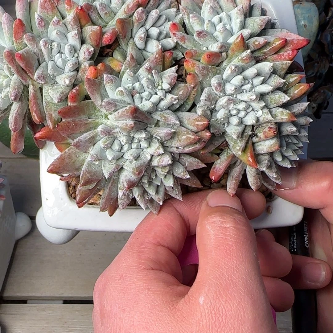 王*火20250201w王火火