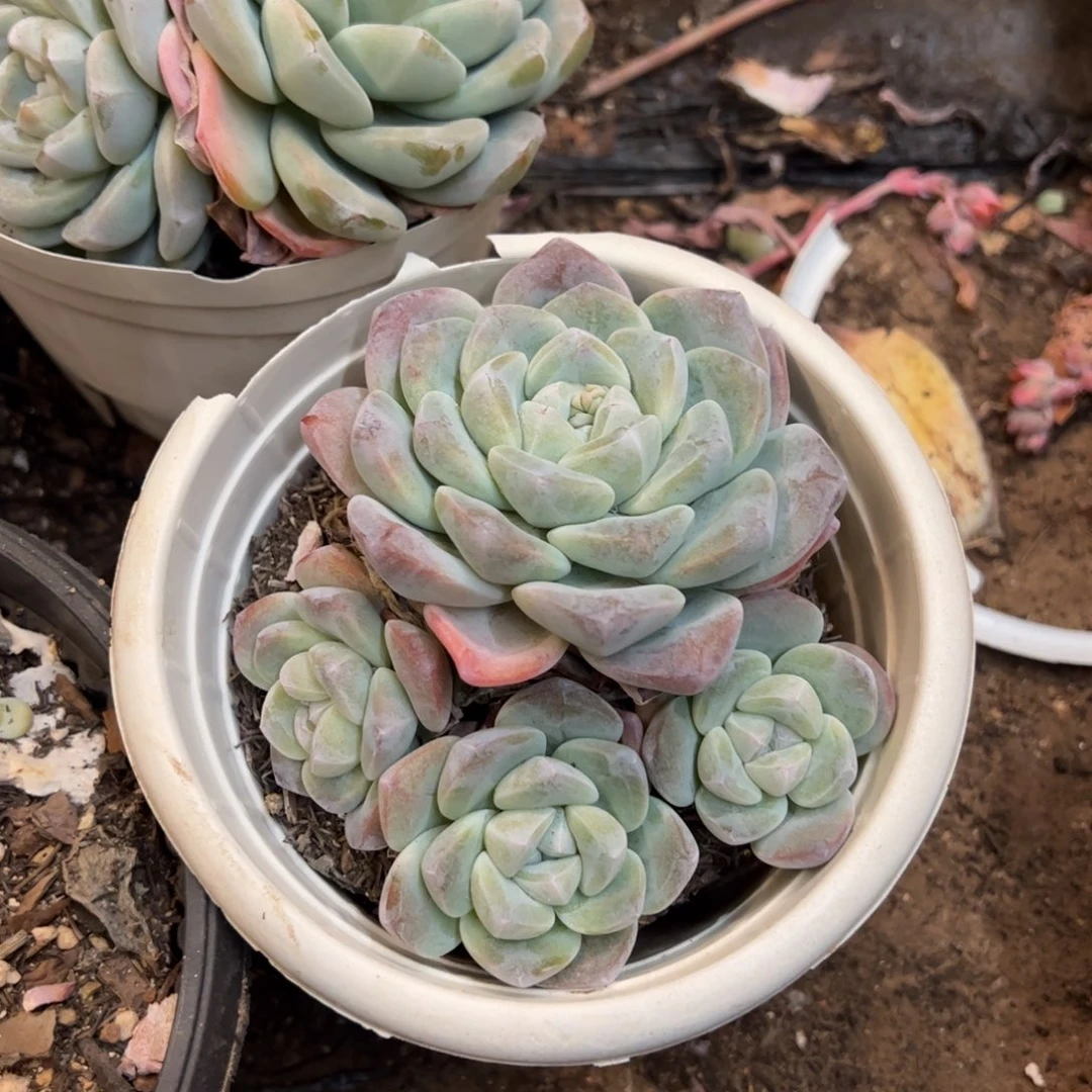 冰玉三头起发多肉