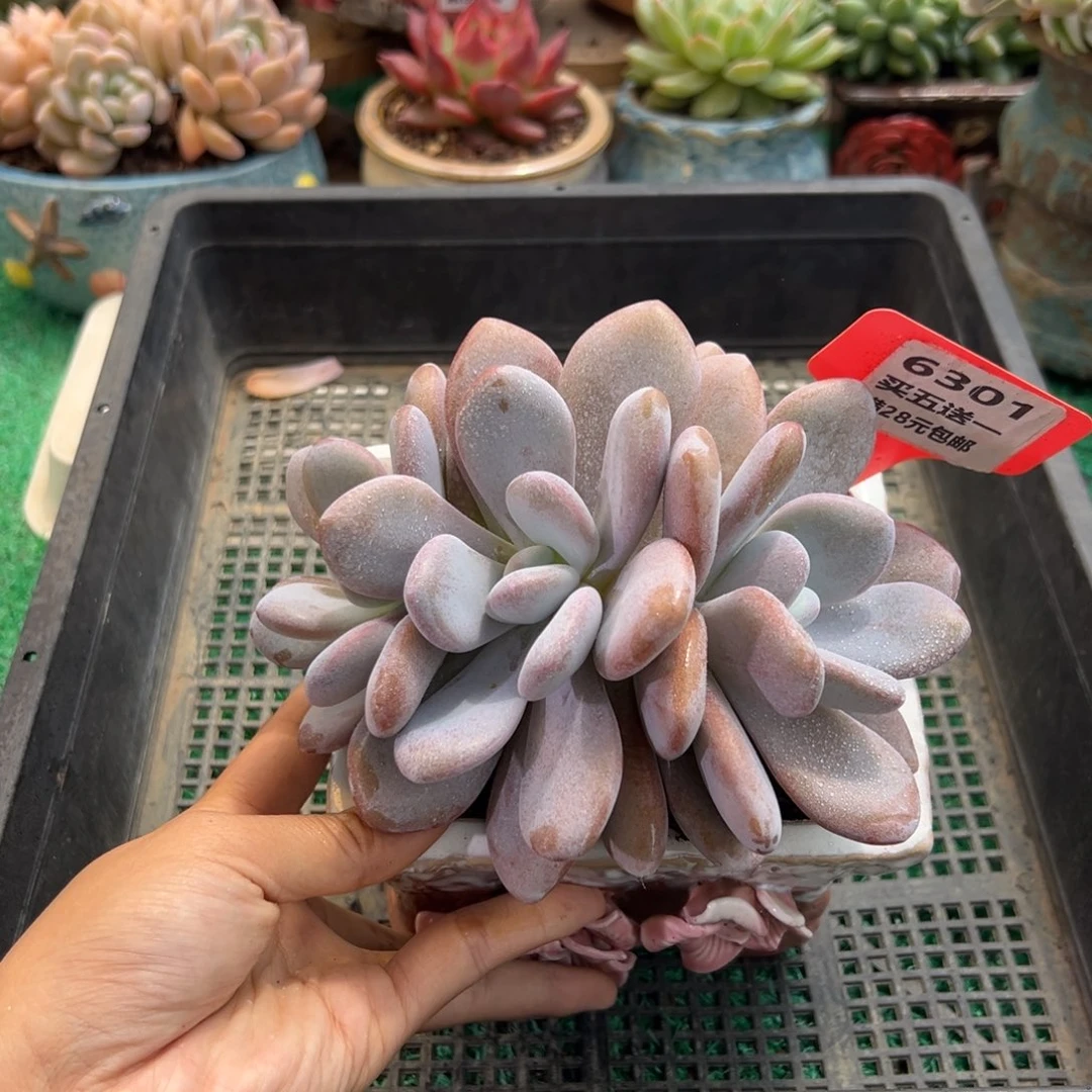表妹精品多肉植物6301.