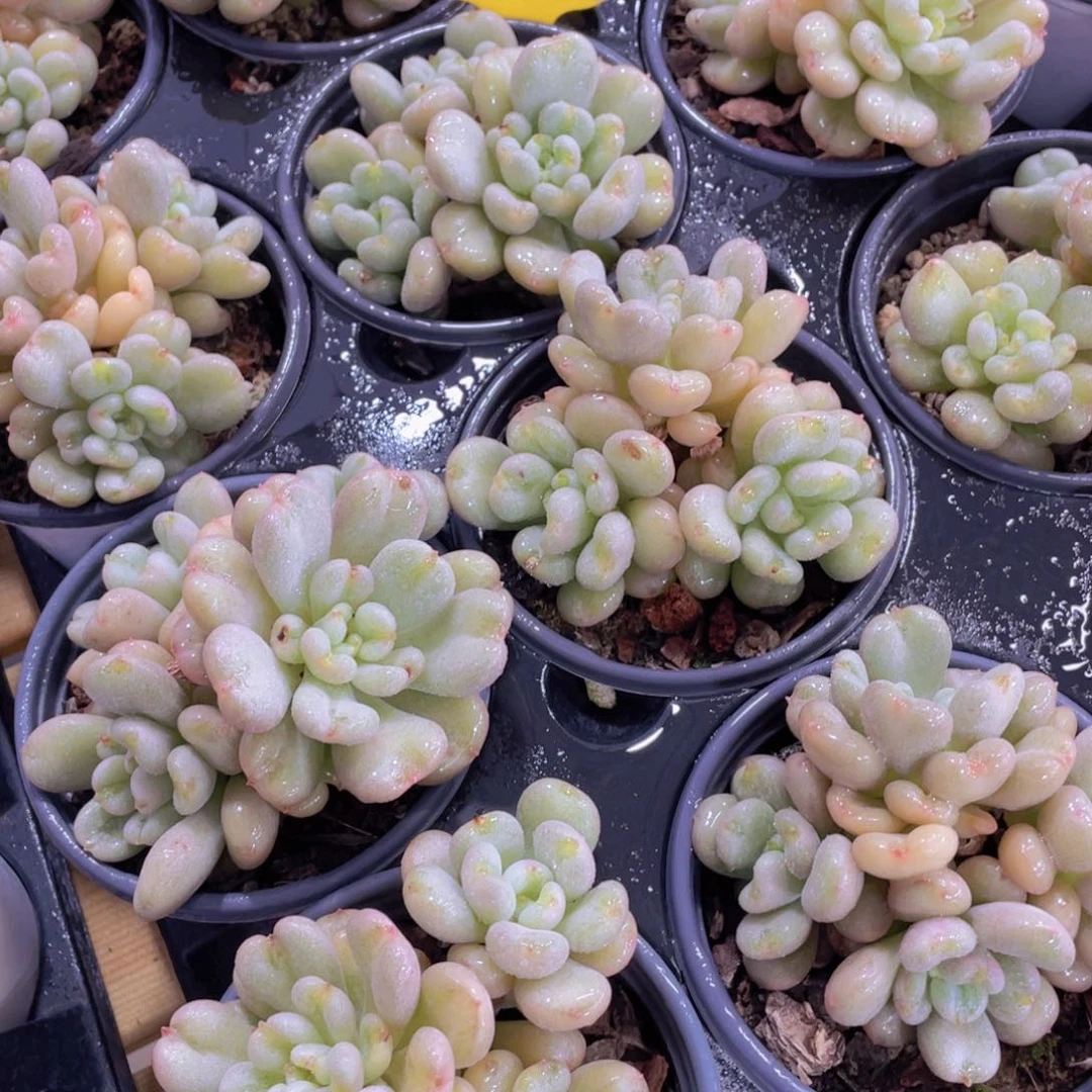 726号 三头起石化比尔盖茨群一个