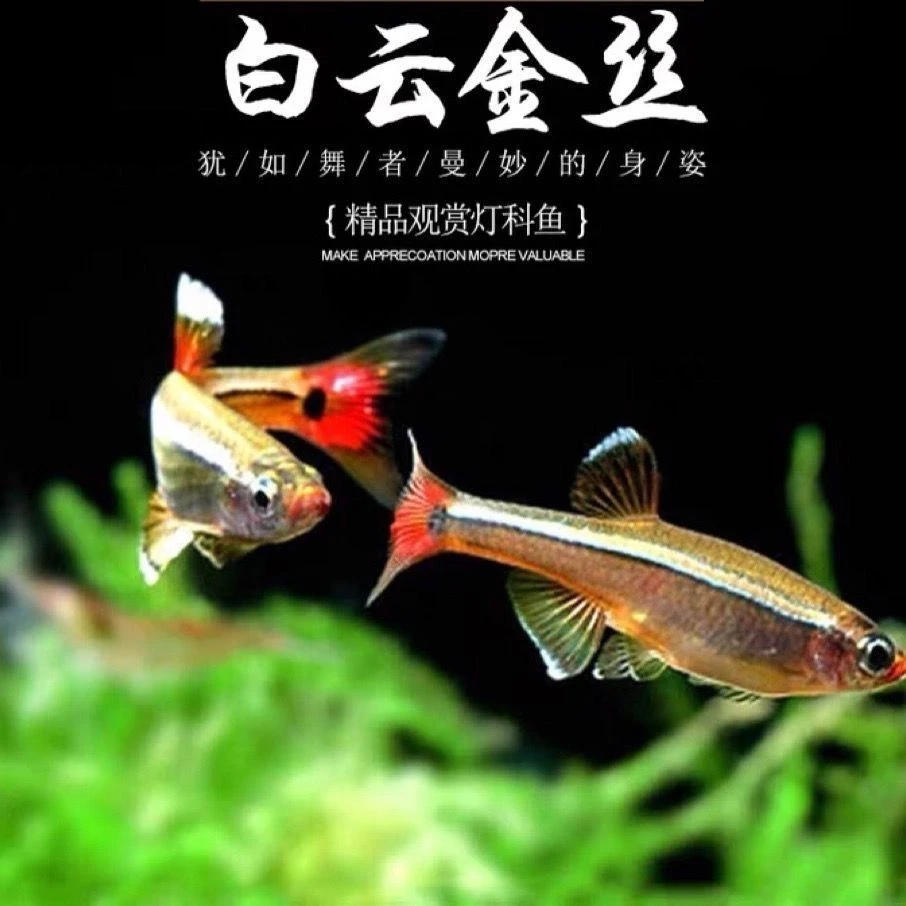 冷水观赏鱼白云金丝唐鱼原生鱼不加温低温好养易活小型灯科高颜值