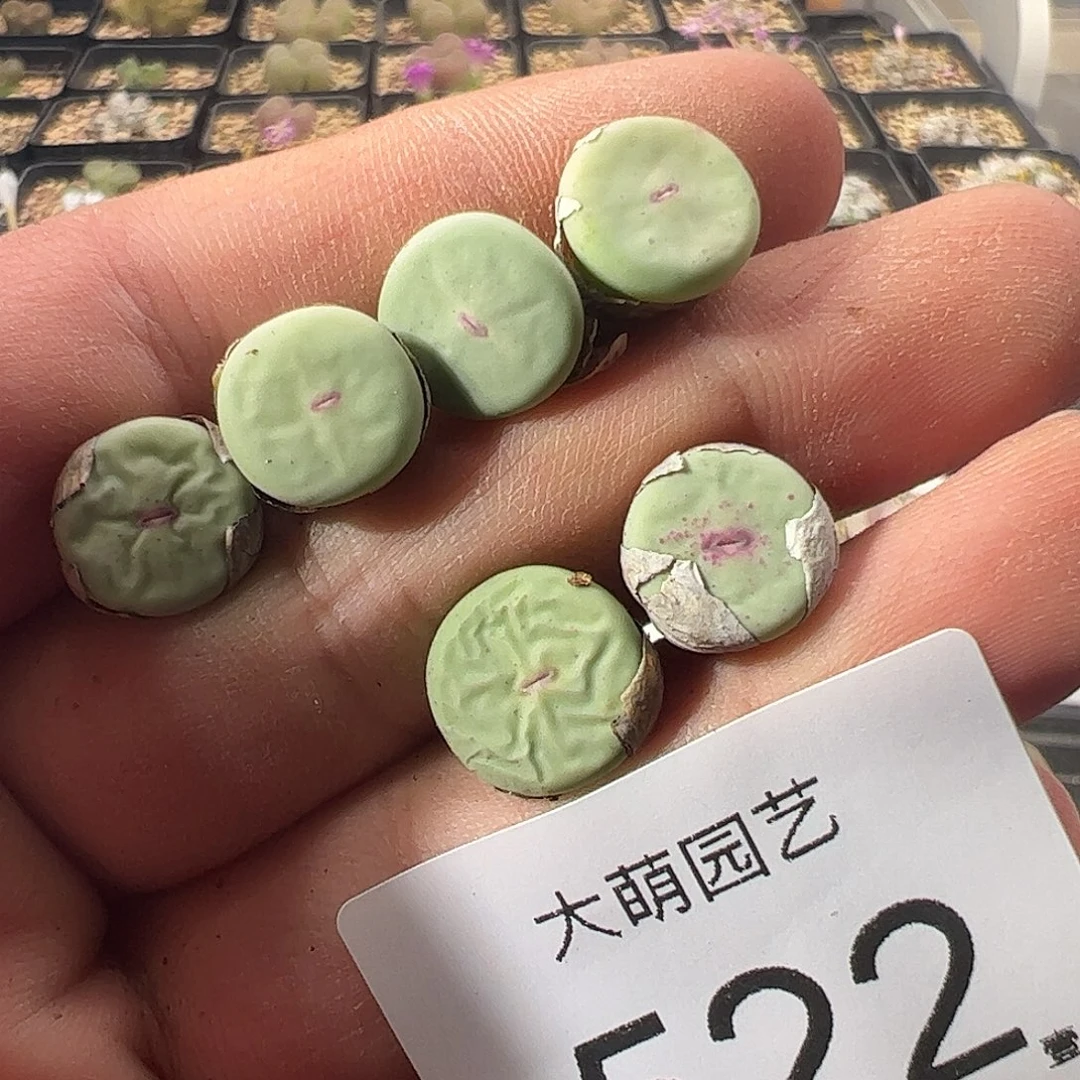 一物一拍。      522