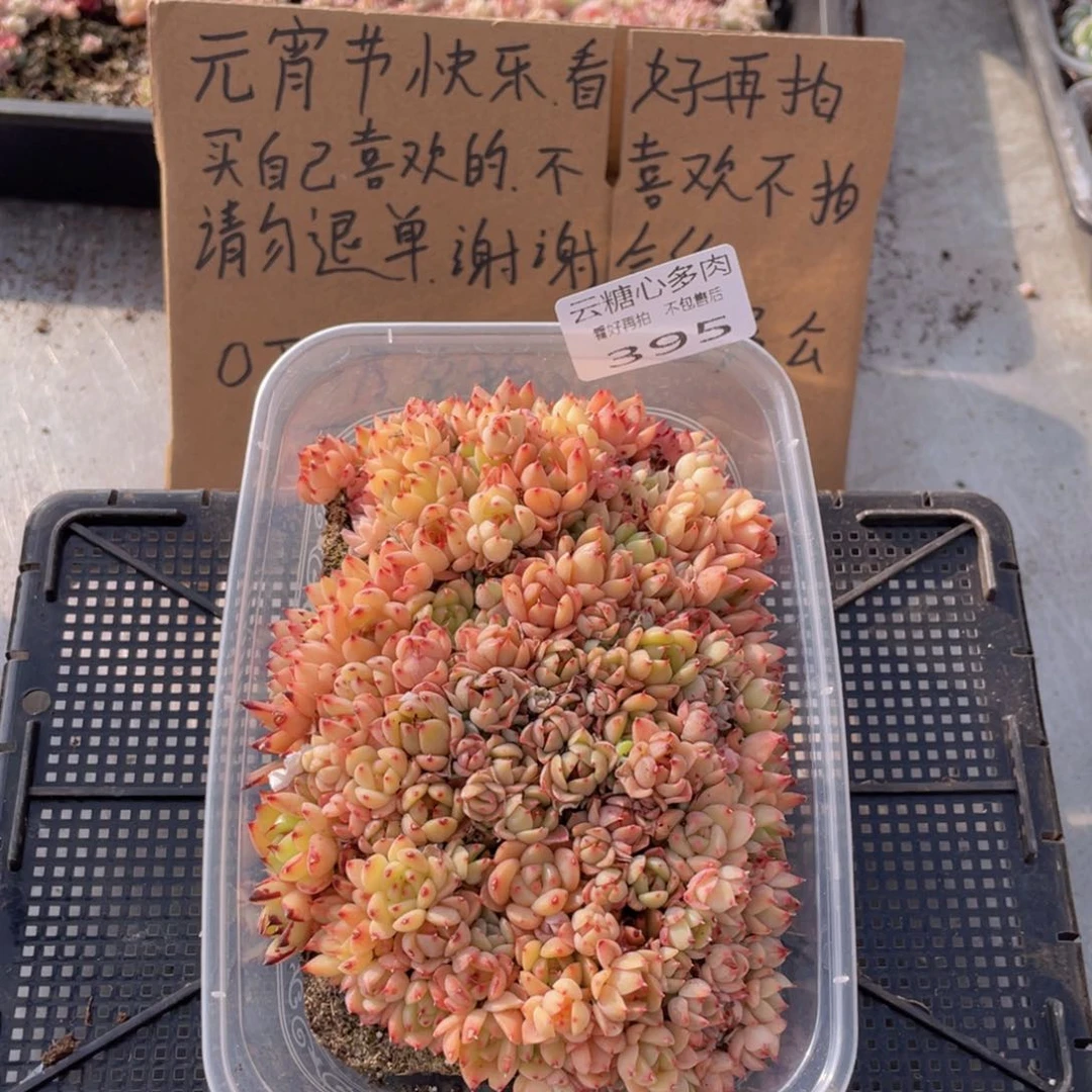 云糖心多肉植物395