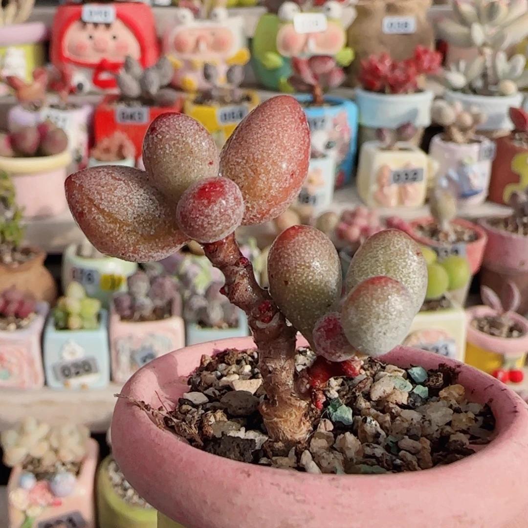 造型萤火虫 盆口3.5cm