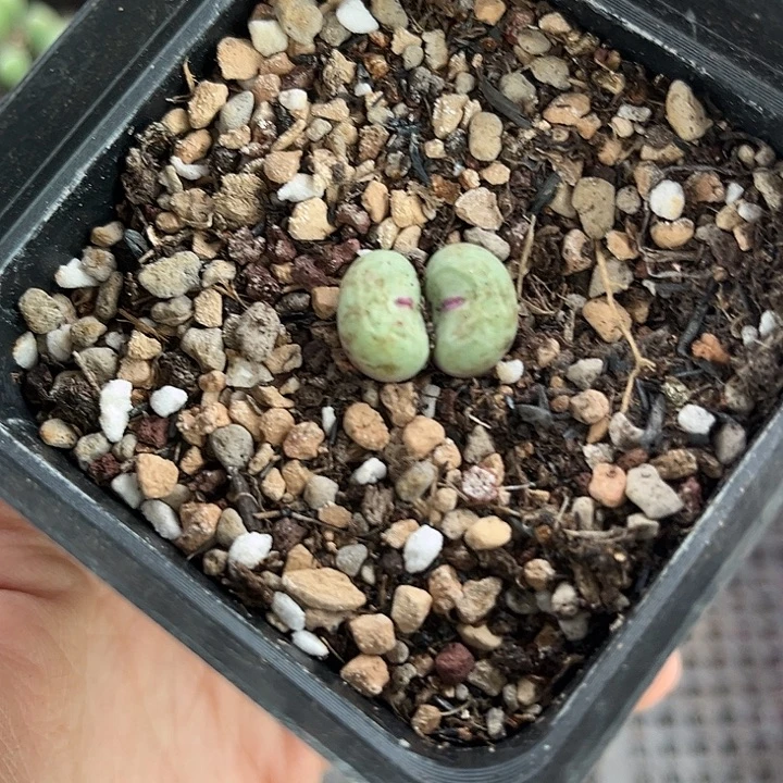 满28包邮 脱土发 苏克曼2