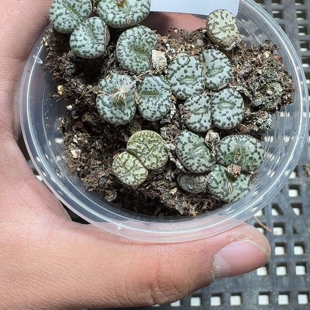 229 多肉植物多肉植物