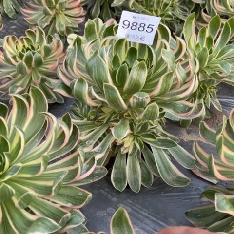 青莲多肉多肉9885