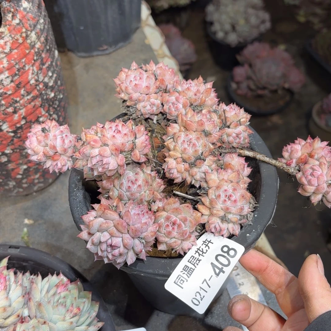 同温层多肉霜花408