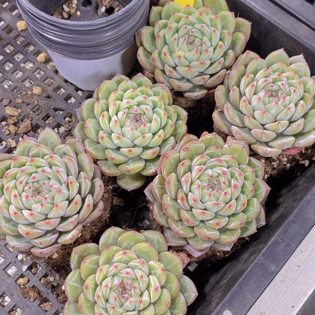 20-19-A级母本雪花珍妮单头一个