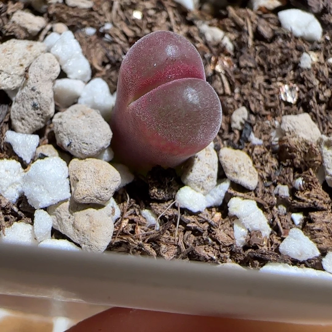 肉锥多肉植物组合-10km风铃1446