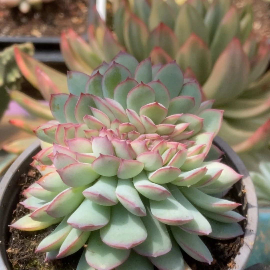 581雨燕座缀化普货