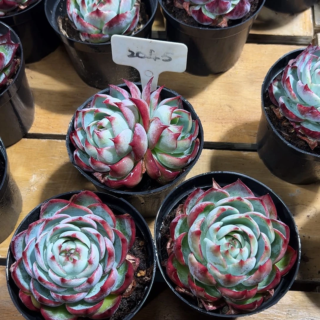 小惊鸿仙子8公分左右三颗2045号