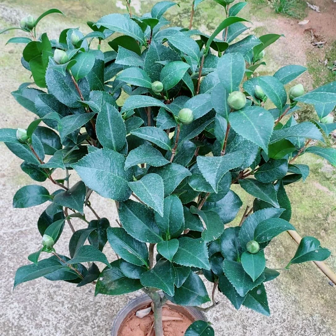 完全开放克瑞墨茶花