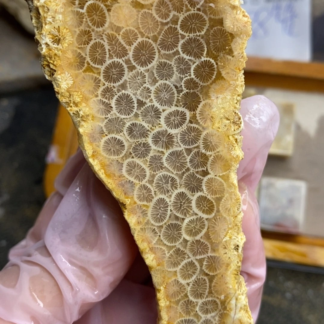 【闪购商品】硅化玉颈饰未镶嵌