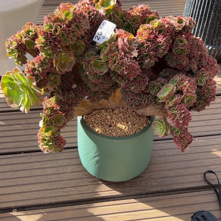 木***花2069香妃缀化老桩