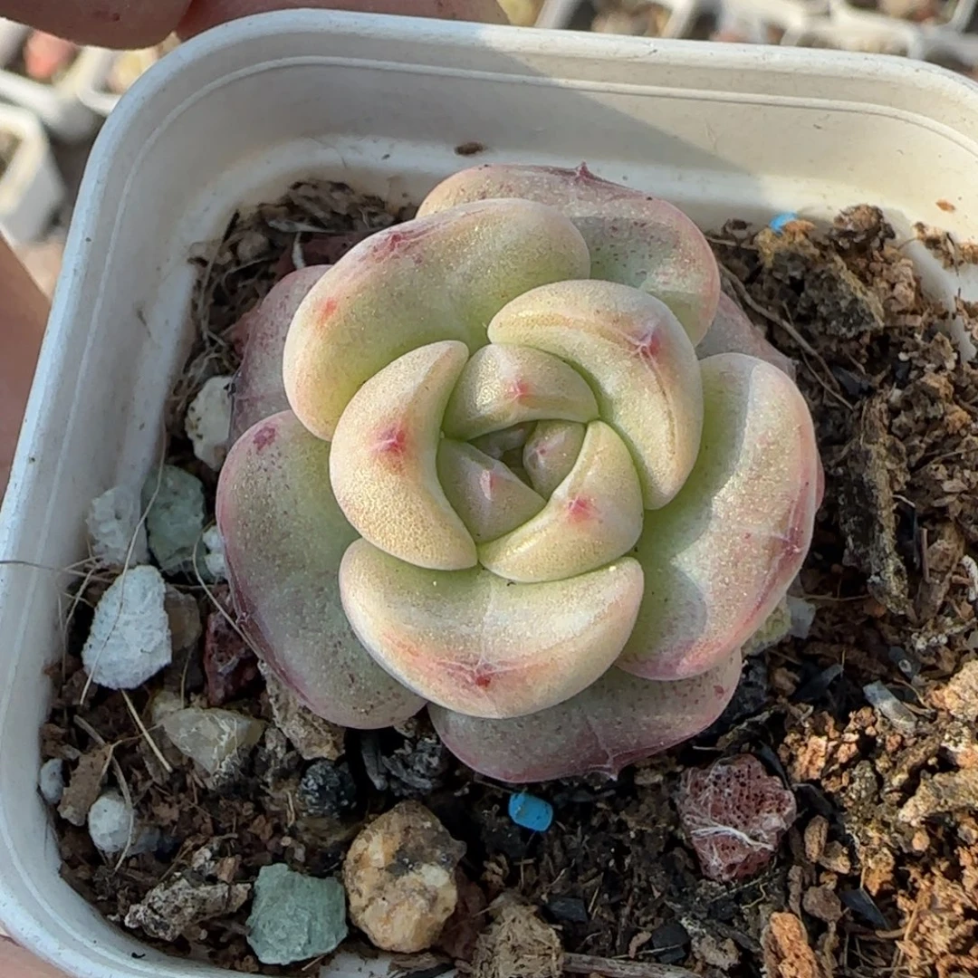 小卡拉米糖心一物一拍