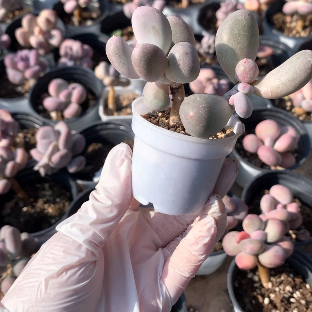 米可奶酪多肉miken