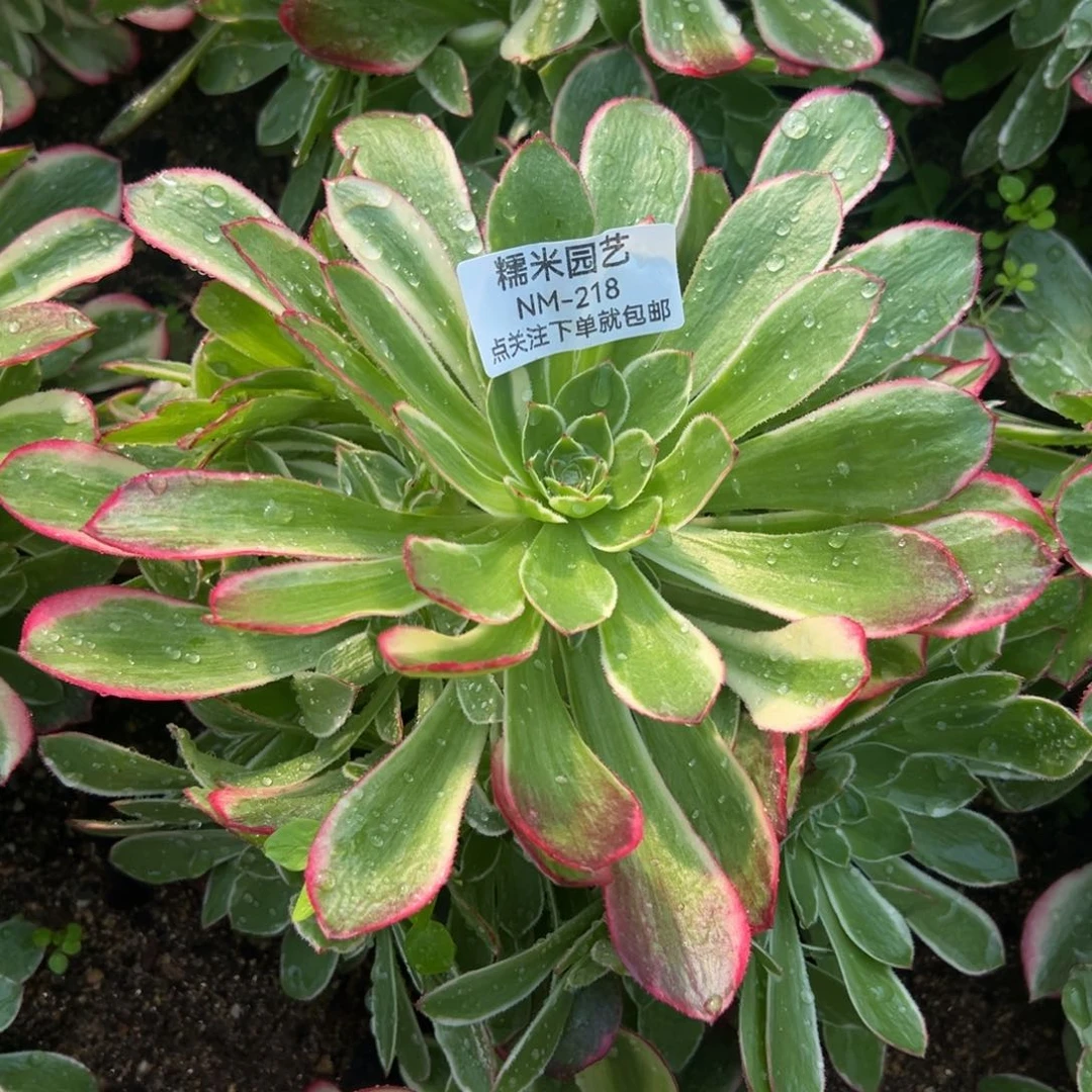 海王多肉植物218