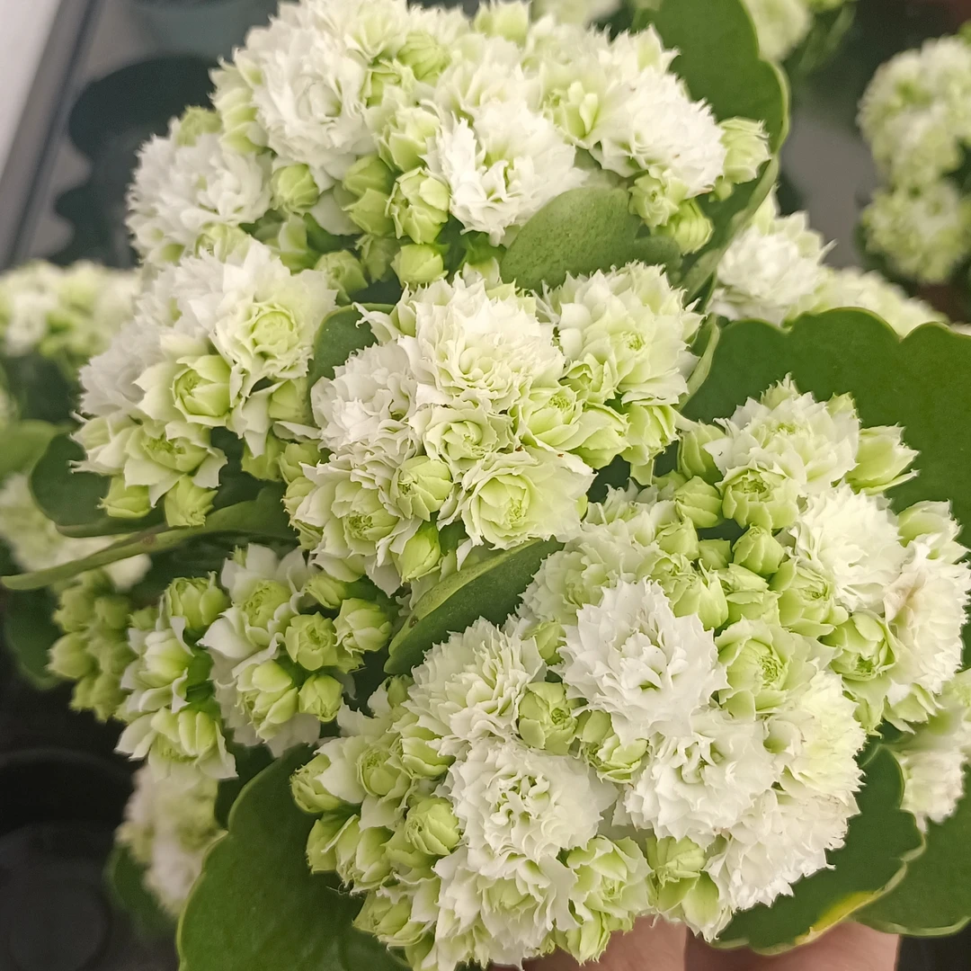 伊丽莎白 长寿带花苞盆栽花卉庭院阳台新手易养护
