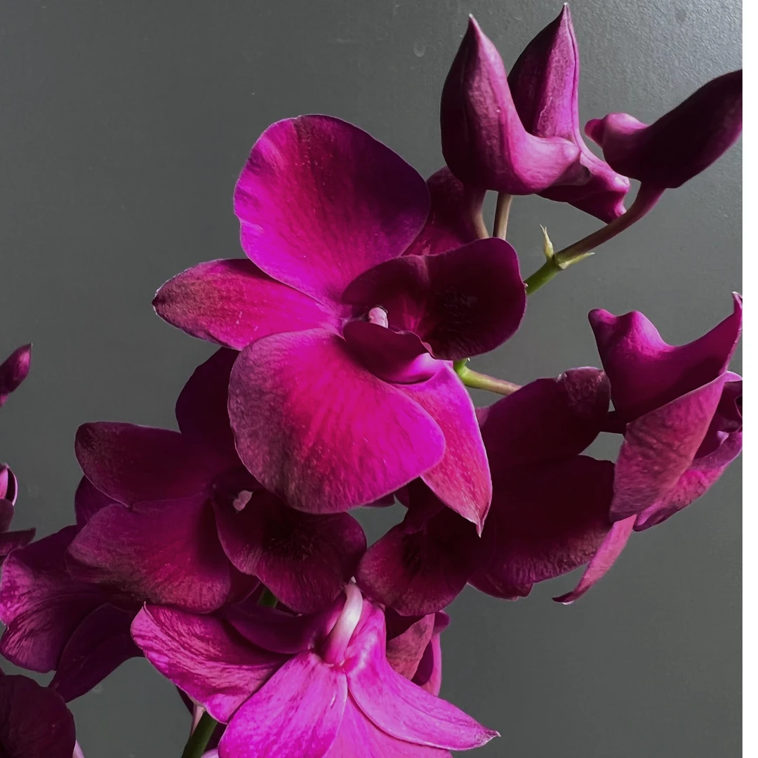 【红猫】秋石斛爆花好养花期长石斛兰四季开花家庭鲜花绿植盆栽