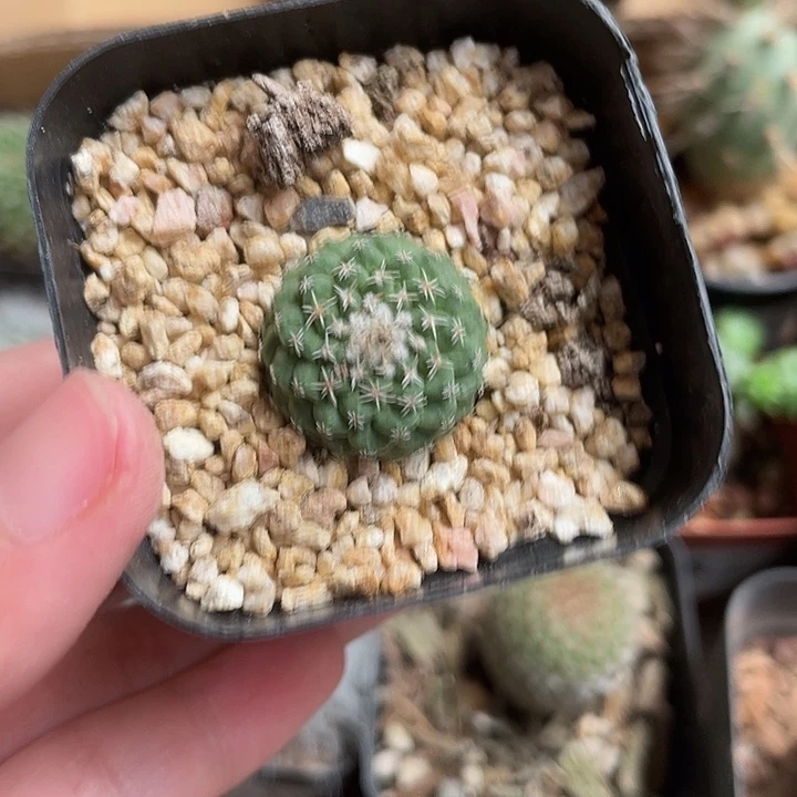当前无花栽培后可以开花927仙人球开花植物