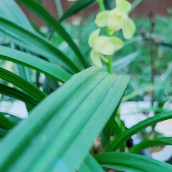 秦***脉无花朵一物一漂亮