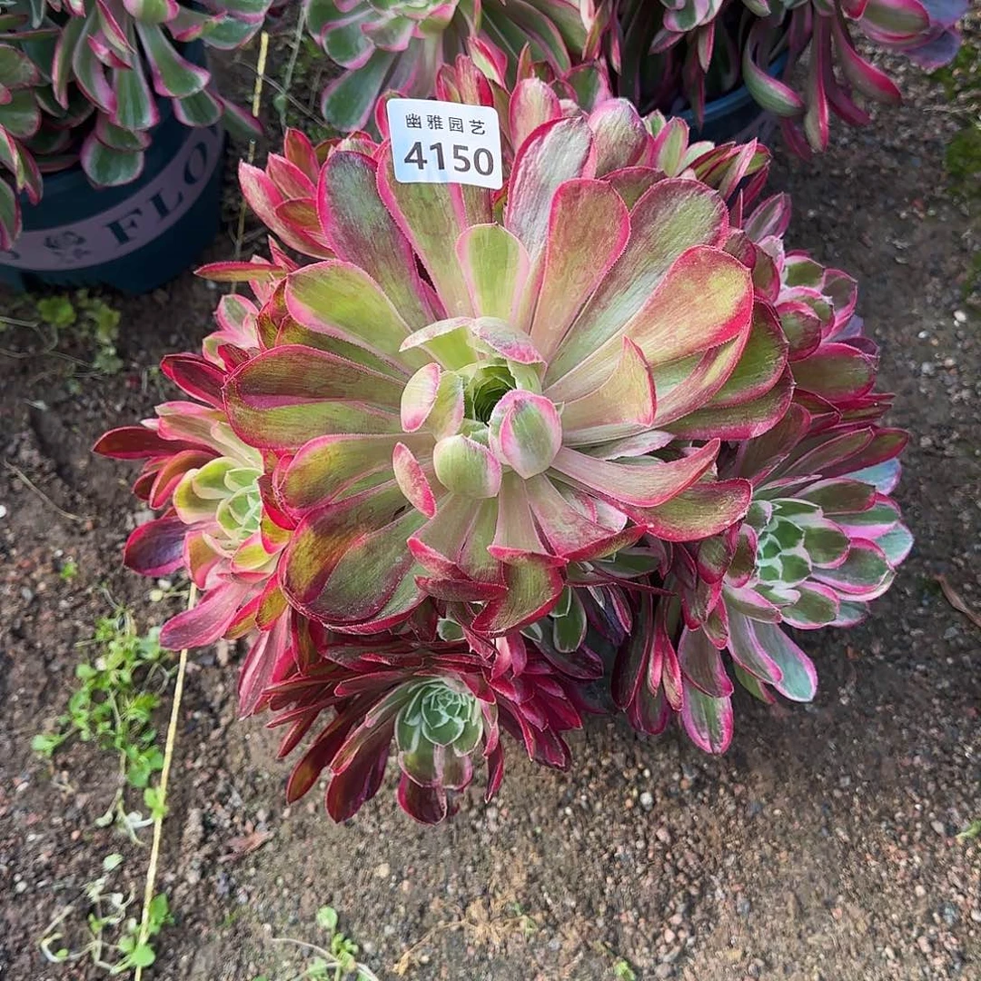 多肉植物孔雀翎4145