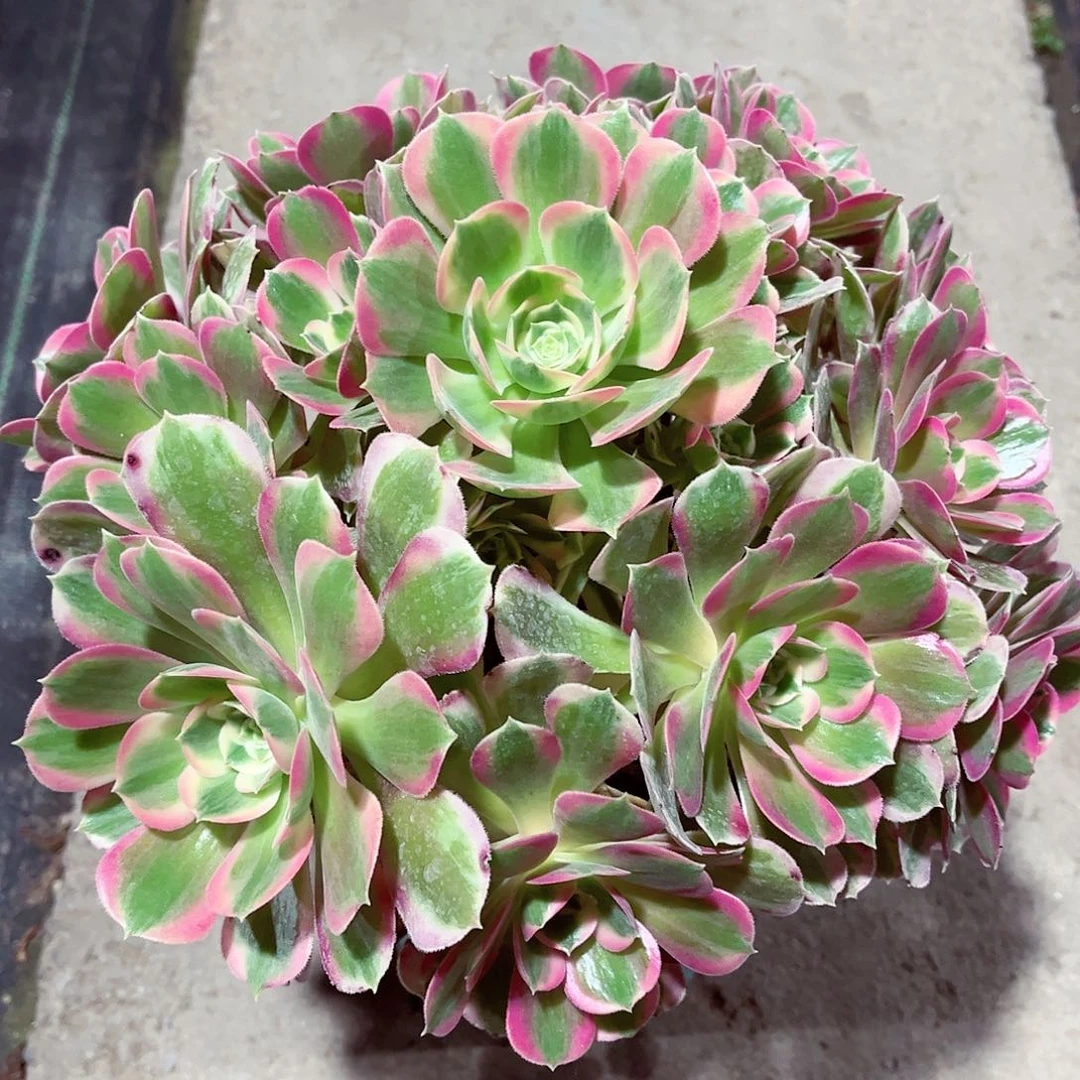 妖月法师多肉植物