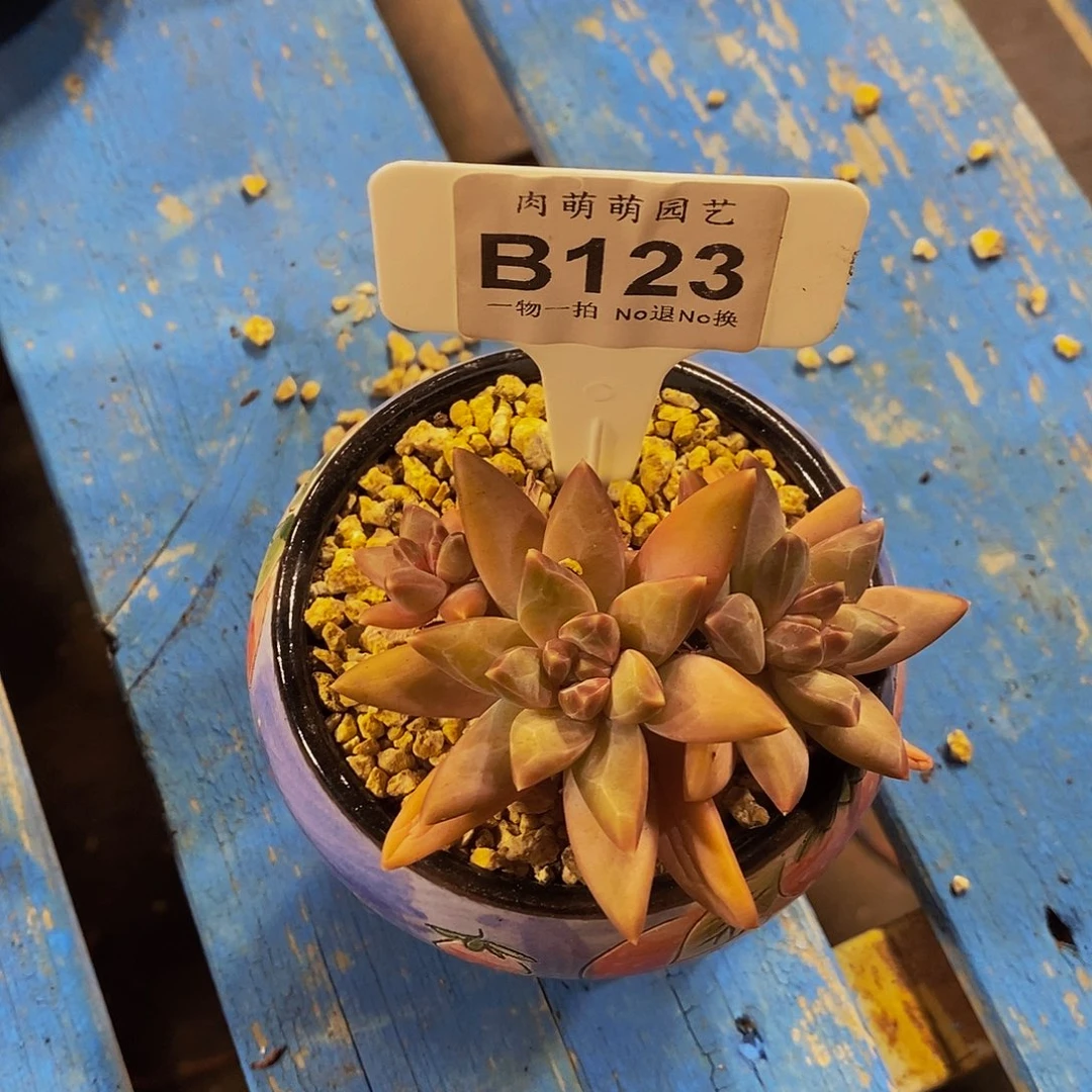 小***狸B123多肉美人系发货