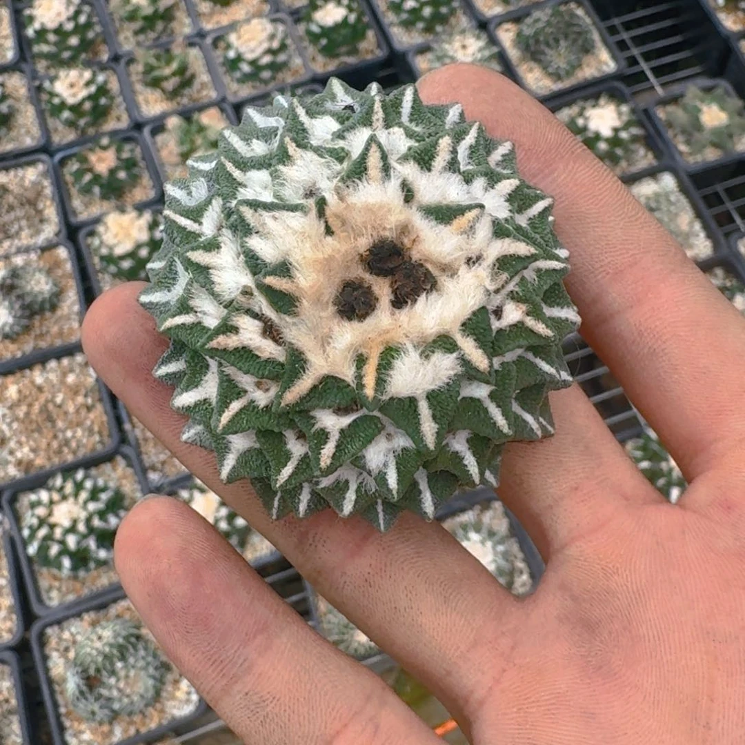 ?****?仙人球开花一个